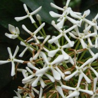 Ixora finlaysoniana Wall. ex G.Don